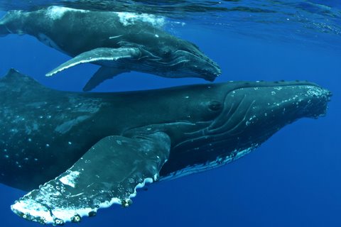 Join Body Glove and view Pacific Humpback Whales for an awe inspiring 