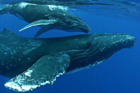 Join Body Glove and view Pacific Humpback Whales for an awe inspiring Join Body Glove and view Pacific Humpback Whales for an awe inspiring