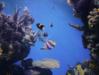  Maui Submarine Tours