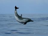 Body Glove Deluxe Morning Snorkel & Dolphin Watch Body Glove Deluxe Morning Snorkel & Dolphin Watch