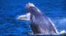 Kauai Whale Watching Tours