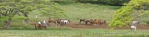 Kualoa Ranch Horseback Riding Tours