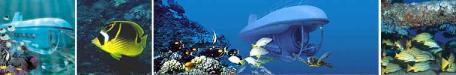Maui Tours