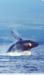 Big Island Whale Watching