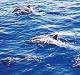 Maui Tours