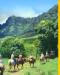 Kualoa Ranch 1 Hour Horseback Riding