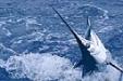  Oahu Sportfishing Charters