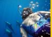 Swim with the Dolphins in Hawaii