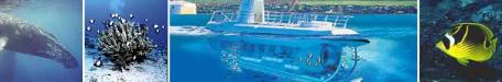  Big Island Submarine Tours