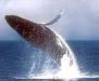 Whale Watching Blue Dolphin Charters
