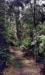 Kona Cloud Forest Botanical Walk