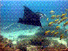  Kauai Scuba Diving