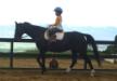  Hawaii Horseback Riding