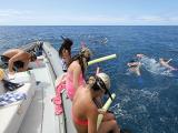 Lanai Dolphin Adventure