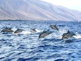 Lanai Dolphin Adventure Lanai Dolphin Adventure