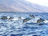 Lanai Dolphin Adventure