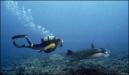  Big Island Scuba Diving