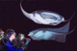 Manta Ray Night Dive