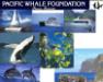 Pacific Whale Foundation Molokini Snorkel