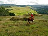  Maui Horseback Riding
