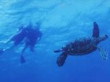  kauai snorkel tour 