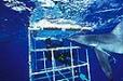 Hawaii Shark Encounters