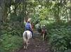 Waipio Valley Horseback Riding on Big Island Hawaii