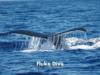 Maui Tours